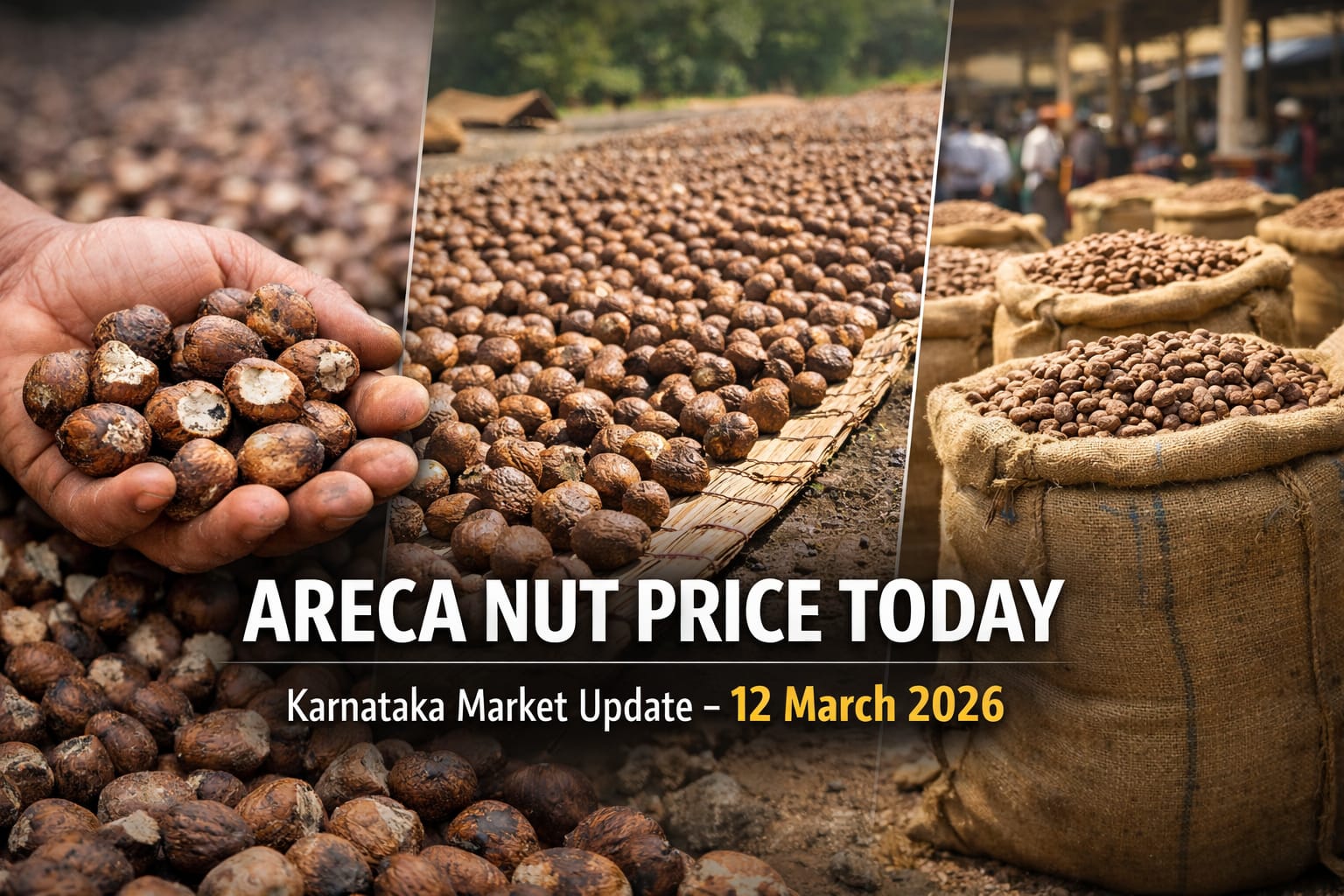 Areca Nuts Price Today 12 March 2026