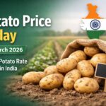 Potato Price Today 12 March 2026: Latest Potato Rate Per Kg in India